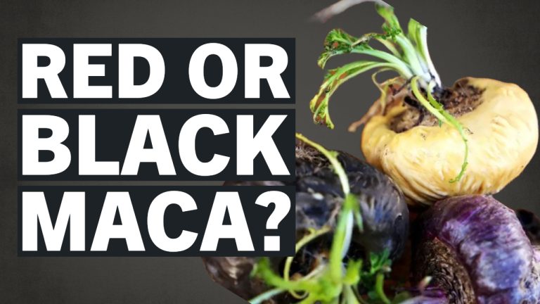 Which is Better: Black or Red Maca? Comparing Benefits and Uses