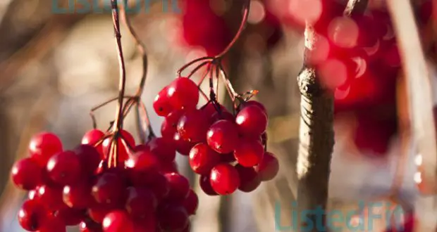 4 Heroic Superfood Berries You Need To Know About