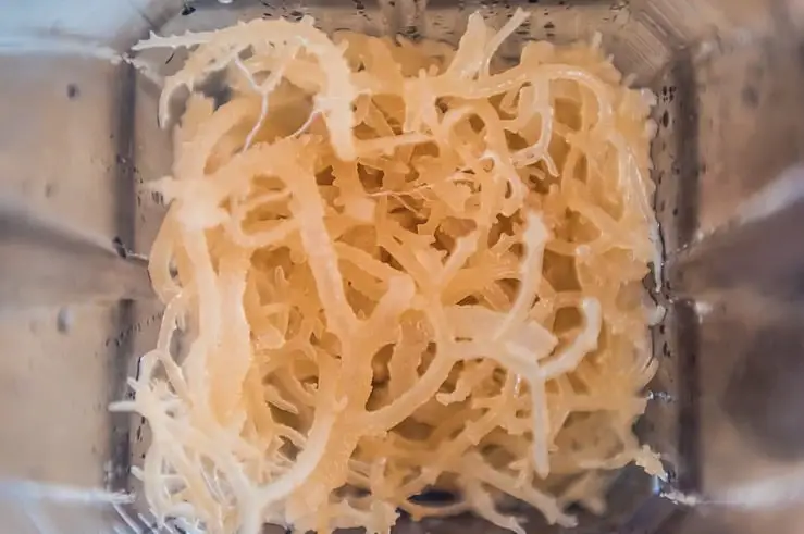 what is sea moss a superfood 5