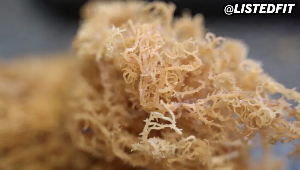 Should You Boil Irish Sea Moss to Get the Best Experience should you boil sea moss Should You Boil Irish Sea Moss to Get the Best Experience should you boil sea moss