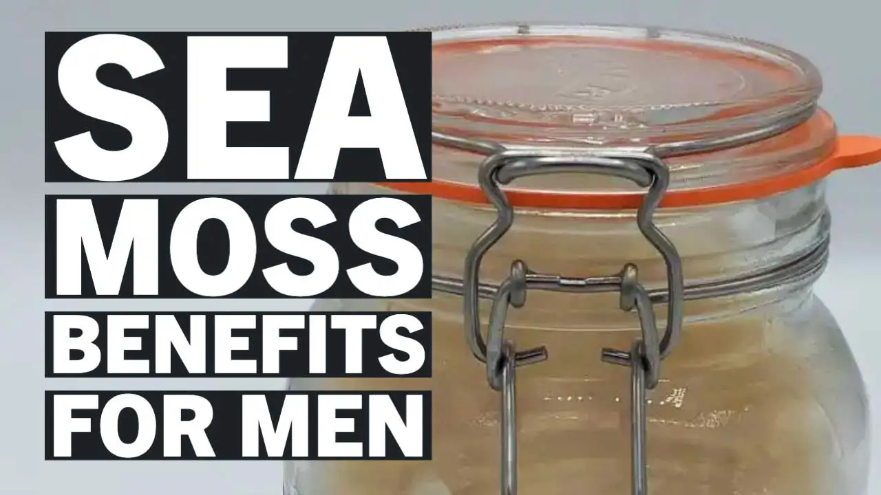Sea Moss Benefits for Men Does Sea Moss Make You Last Longer in Bed