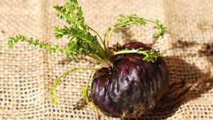 what is black maca