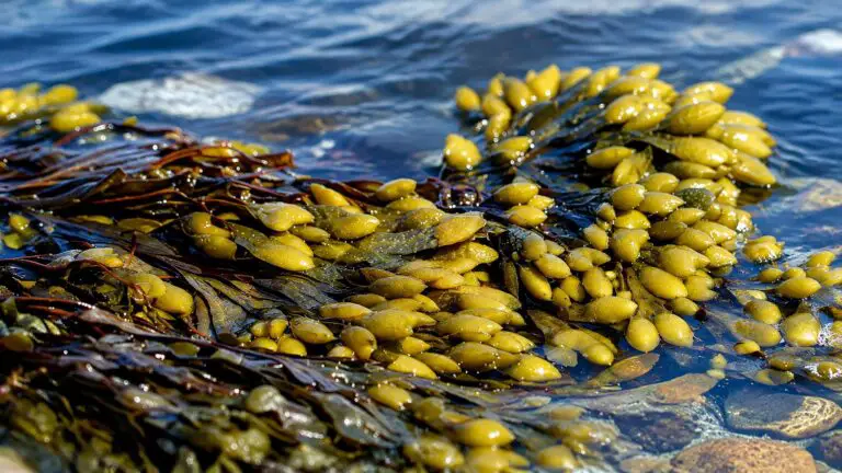 Bladderwrack seaweed